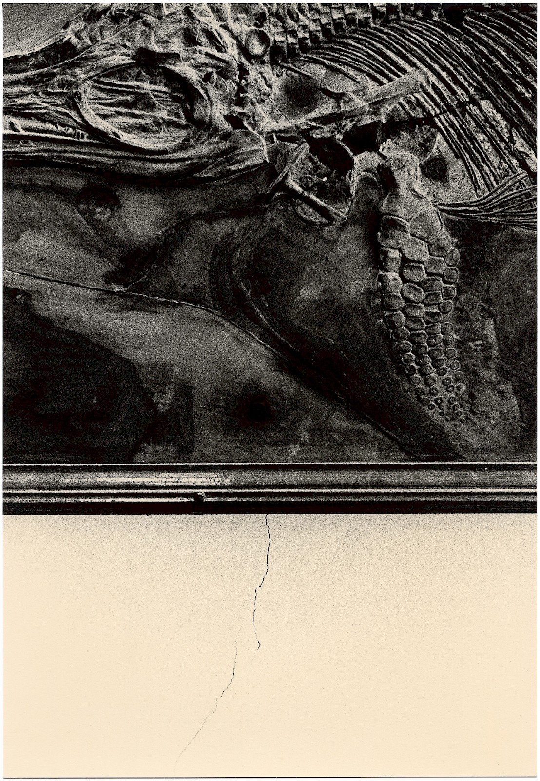 Untitled (fossil and wall),  by Mikael Siirilä
